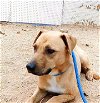 adoptable Dog in  named Kenny -