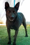 adoptable Dog in Apple Valley, CA named Lindsey -