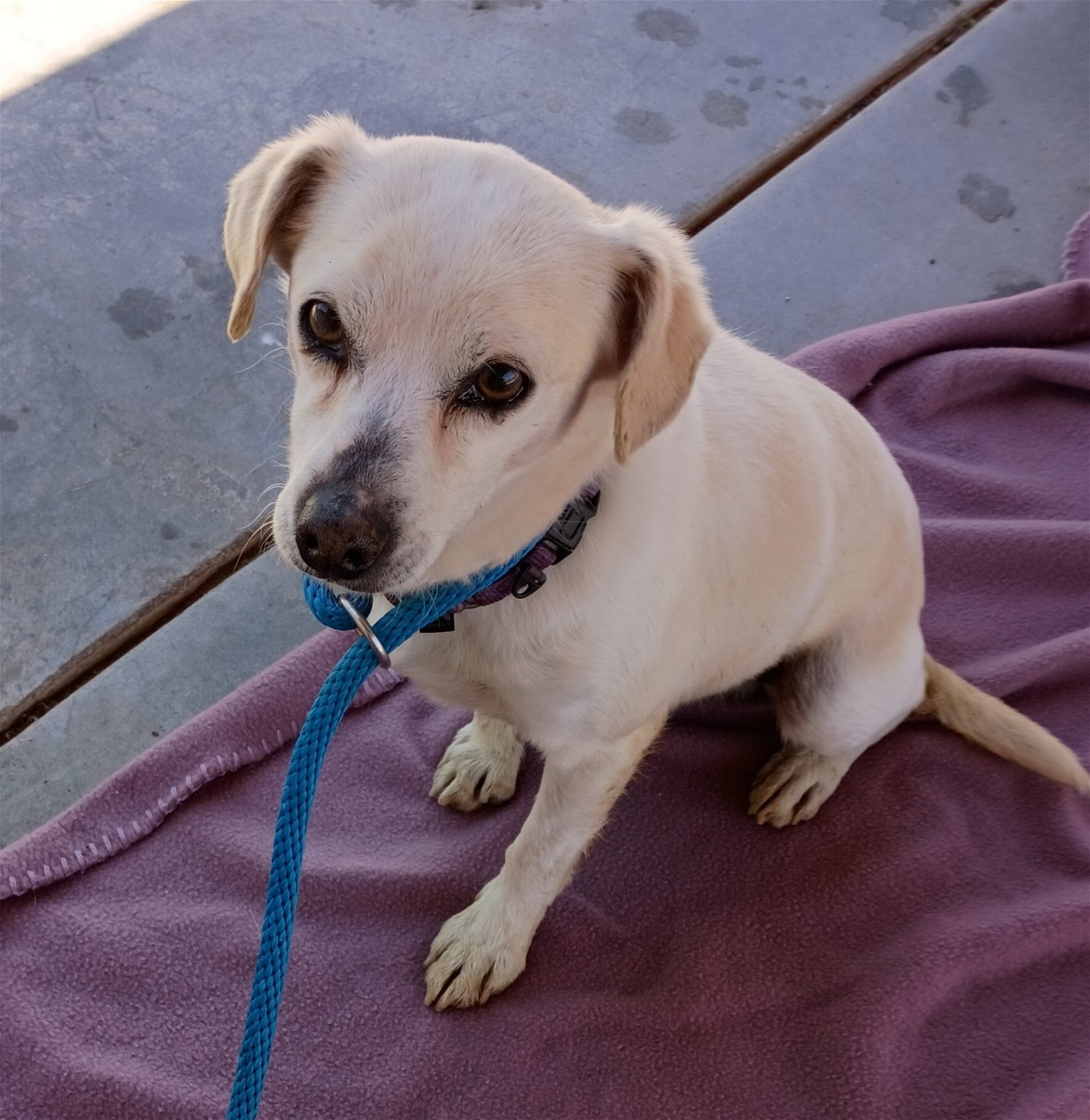 adoptable Dog in Apple Valley, CA named Gandalf -