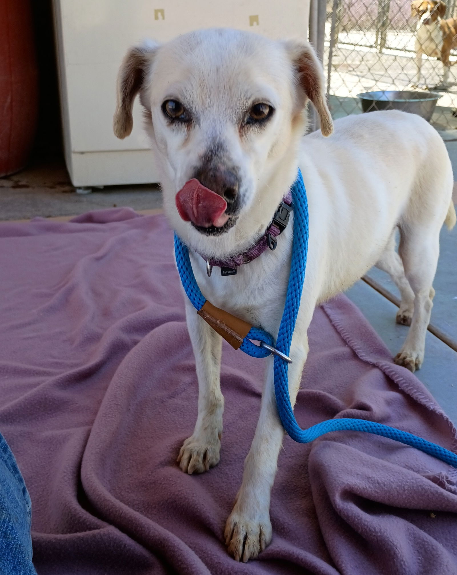 adoptable Dog in Apple Valley, CA named Gandalf -