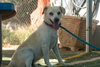 Gandalf - - Photo 2