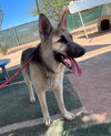 Dougie - - Photo 9