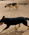Dougie - - Photo 14
