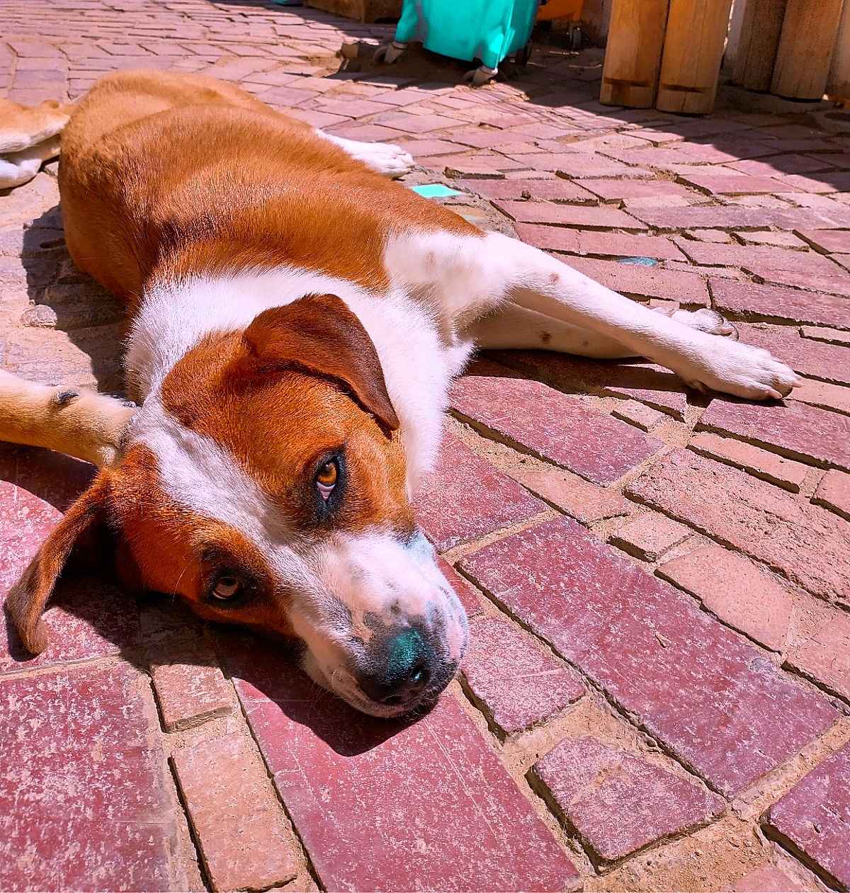 adoptable Dog in Apple Valley, CA named Cleo- **