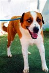 adoptable Dog in  named Cleo -