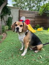 Louie-He's got a sponsor! - Photo 12