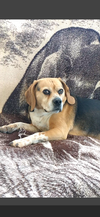 Louie-He's got a sponsor! - Photo 10