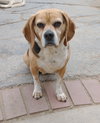 Louie-He's got a sponsor! - Photo 7