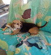 Louie-He's got a sponsor! - Photo 6