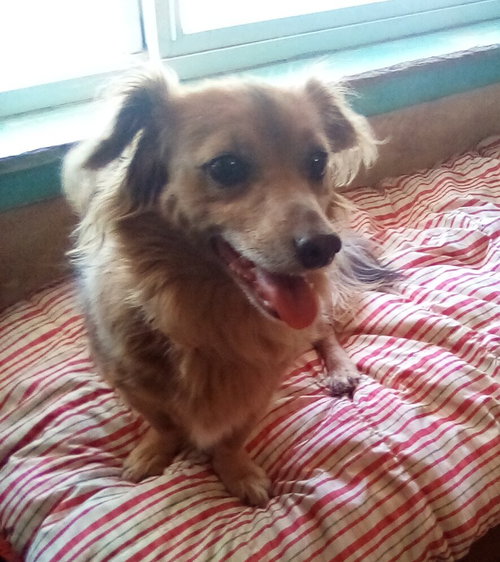 Arlo- see Buddy for pure red male doxie — thumbnail 10