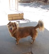Arlo- see Buddy for pure red male doxie - Photo 5