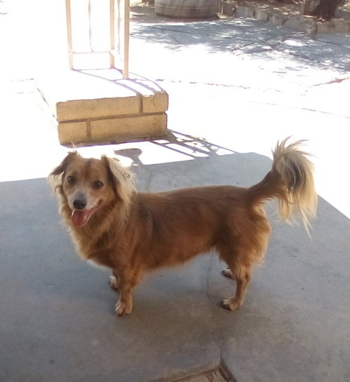 Arlo- see Buddy for pure red male doxie — thumbnail 5