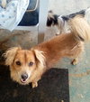 Arlo- see Buddy for pure red male doxie - Photo 8