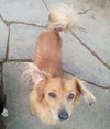 Arlo- see Buddy for pure red male doxie - Photo 7