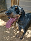 Belle & her blue ball - Photo 6