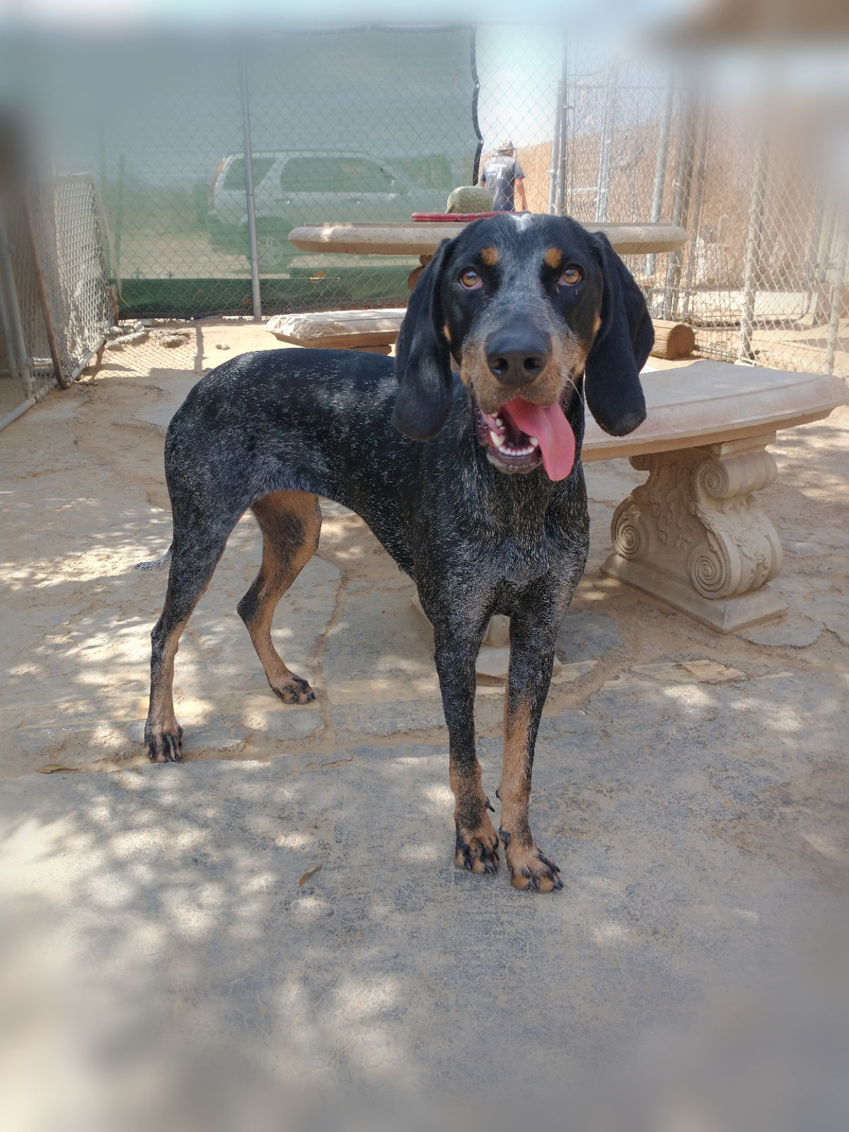 adoptable Dog in Apple Valley, CA named Belle & her blue ball in mouth!