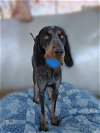 adoptable Dog in apple valley, CA named Belle & her blue ball in mouth!