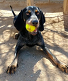 Belle & her blue ball - Photo 5