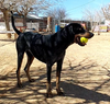 Belle & her blue ball - Photo 7