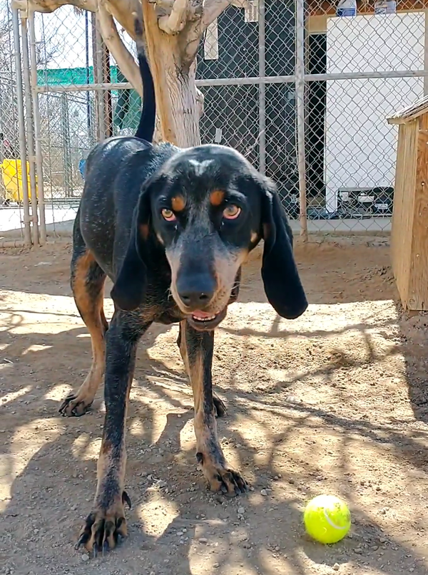 Belle & her blue ball-ADOPTED 7/25