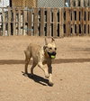 Amarilla - IN FOSTER HOME - Photo 7
