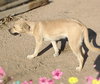 Amarilla - IN FOSTER HOME - Photo 9