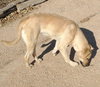 Amarilla - IN FOSTER HOME - Photo 11