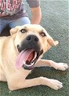 adoptable Dog in apple valley, CA named Amarilla -