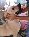 Amarilla - IN FOSTER HOME - Photo 13