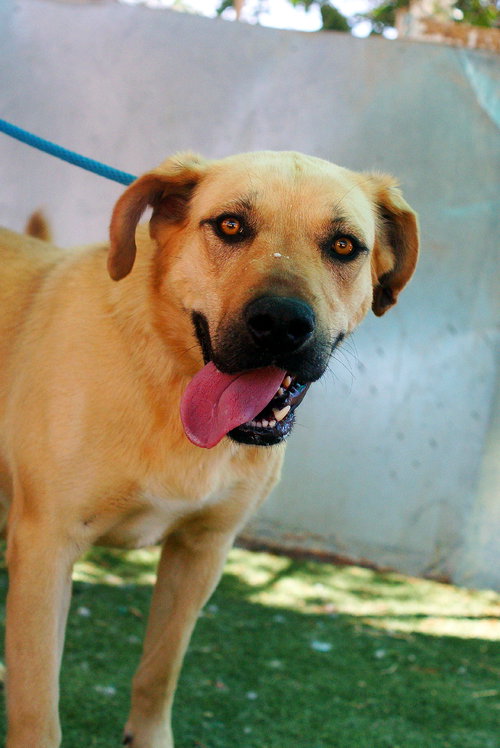AMARILLA - IN FOSTER HOME - Yellow Labrador Retriever available for adoption