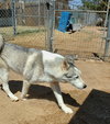 Lobo - - Photo 9