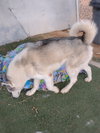 Lobo - - Photo 7