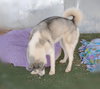 Lobo - - Photo 8