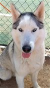 adoptable Dog in  named Lobo -