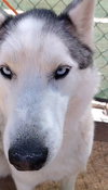 Lobo - - Photo 11