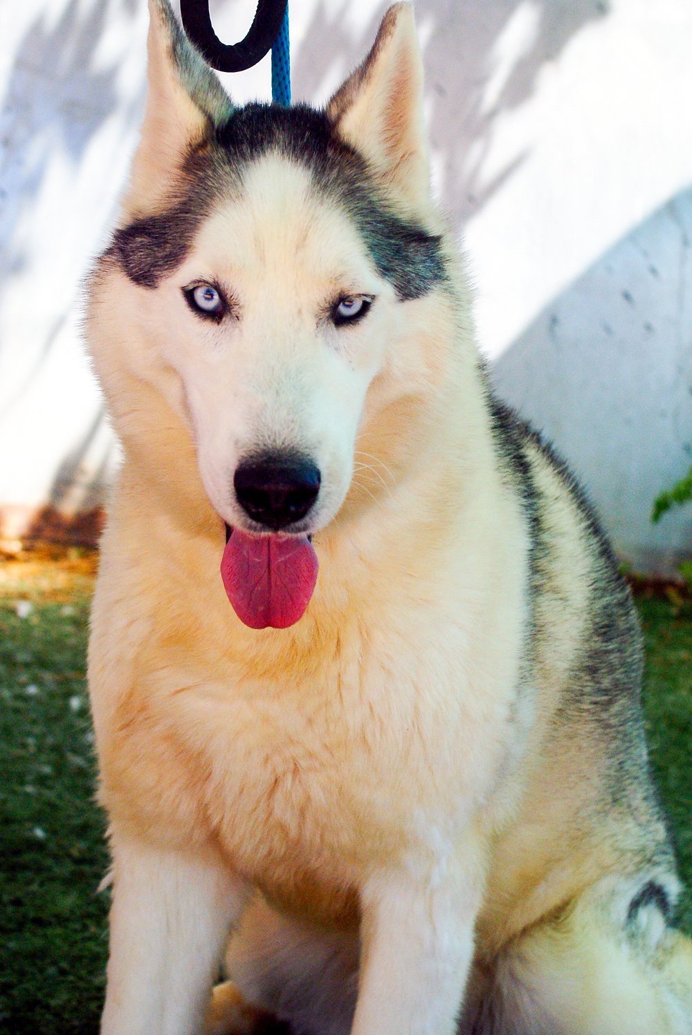 adoptable Dog in Apple Valley, CA named Lobo -