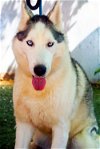 adoptable Dog in  named Lobo -