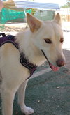 Daisy - Photo 6