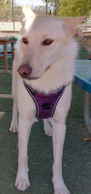 Daisy - Photo 7