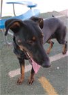 adoptable Dog in valley, AL named Rose -