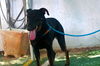 adoptable Dog in Apple Valley, CA named Rose -