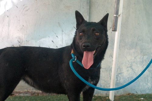 LOVE - Labrador Retriever / Shepherd available for adoption