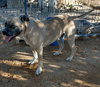 Diesel - - Photo 6