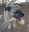 Diesel - - Photo 5
