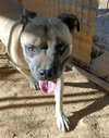 Diesel - - Photo 7
