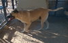 Diesel - - Photo 9
