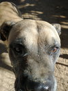 Diesel - - Photo 10