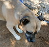 Diesel - - Photo 12