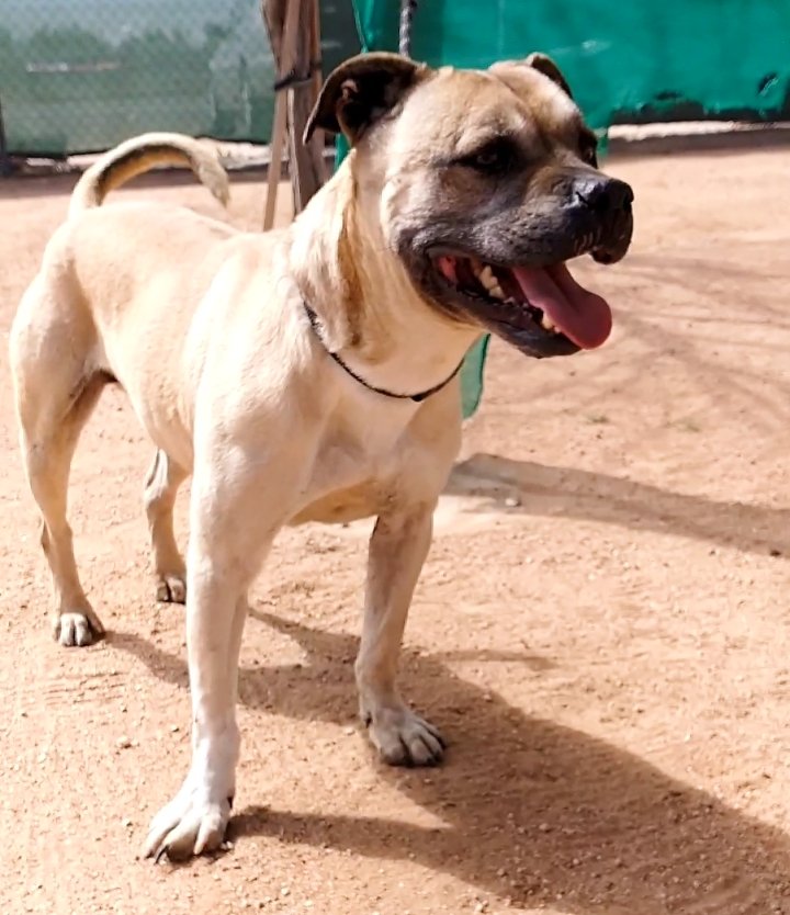 adoptable Dog in Apple Valley, CA named Diesel -