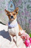 adoptable Dog in apple valley, CA named Andy-